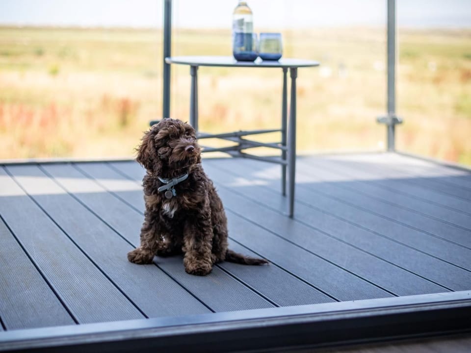 Bring your four-legged friend on your family holiday