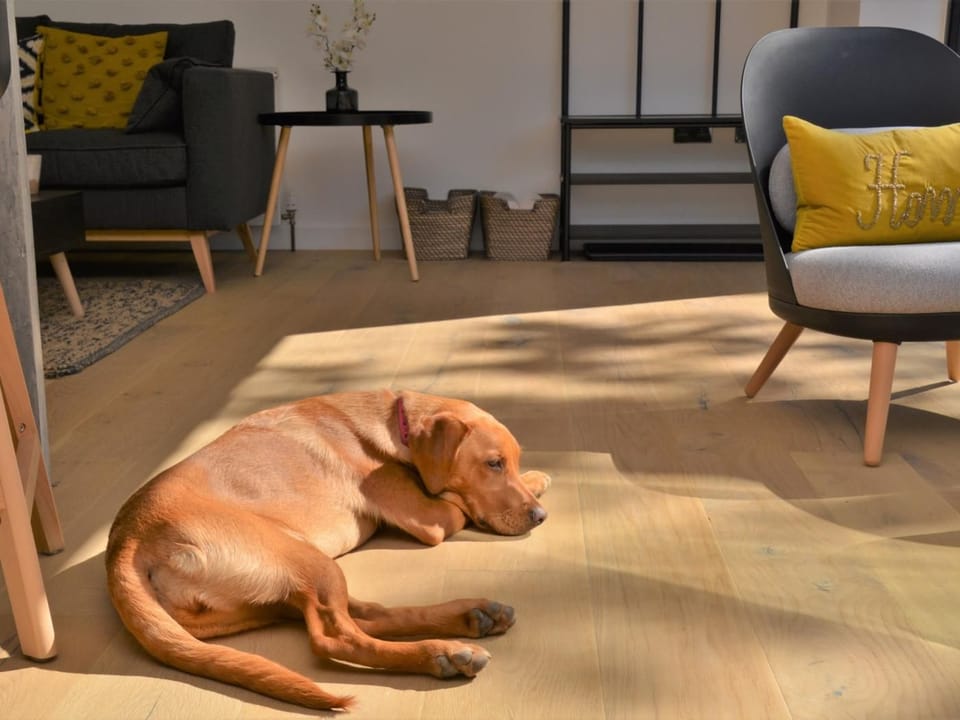 Your four-legged friend is always welcome