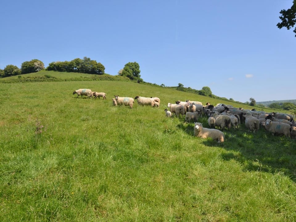Meet some of the resident farm animals