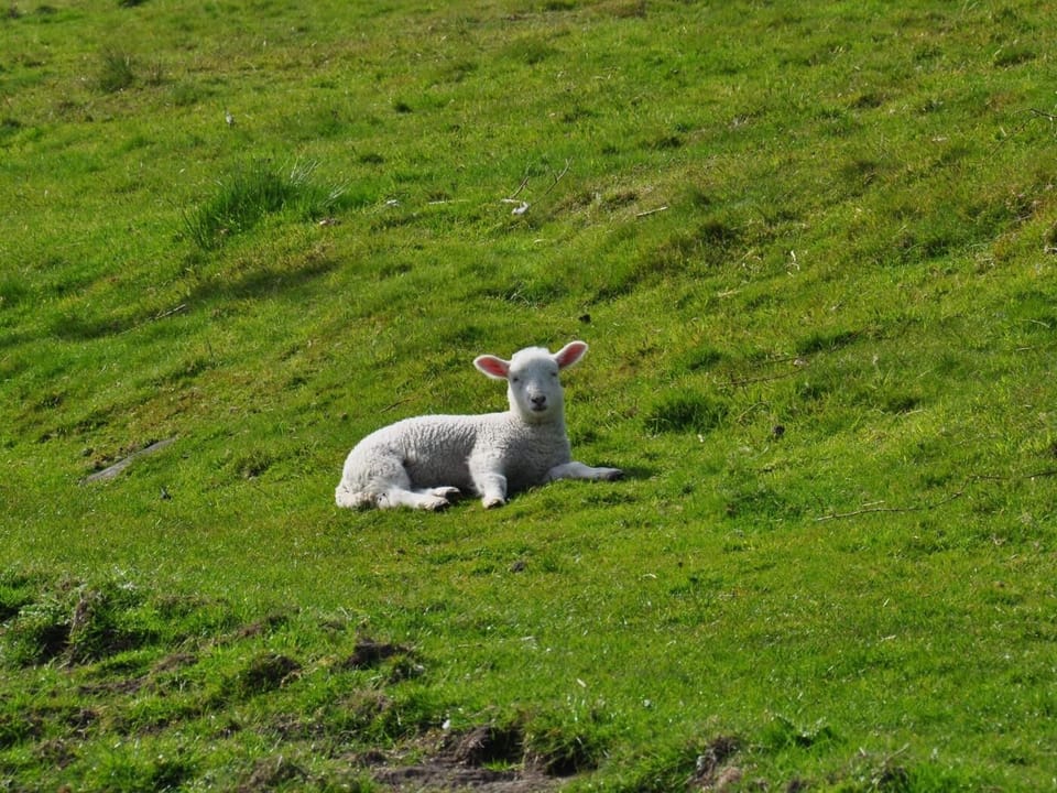 Local resident 