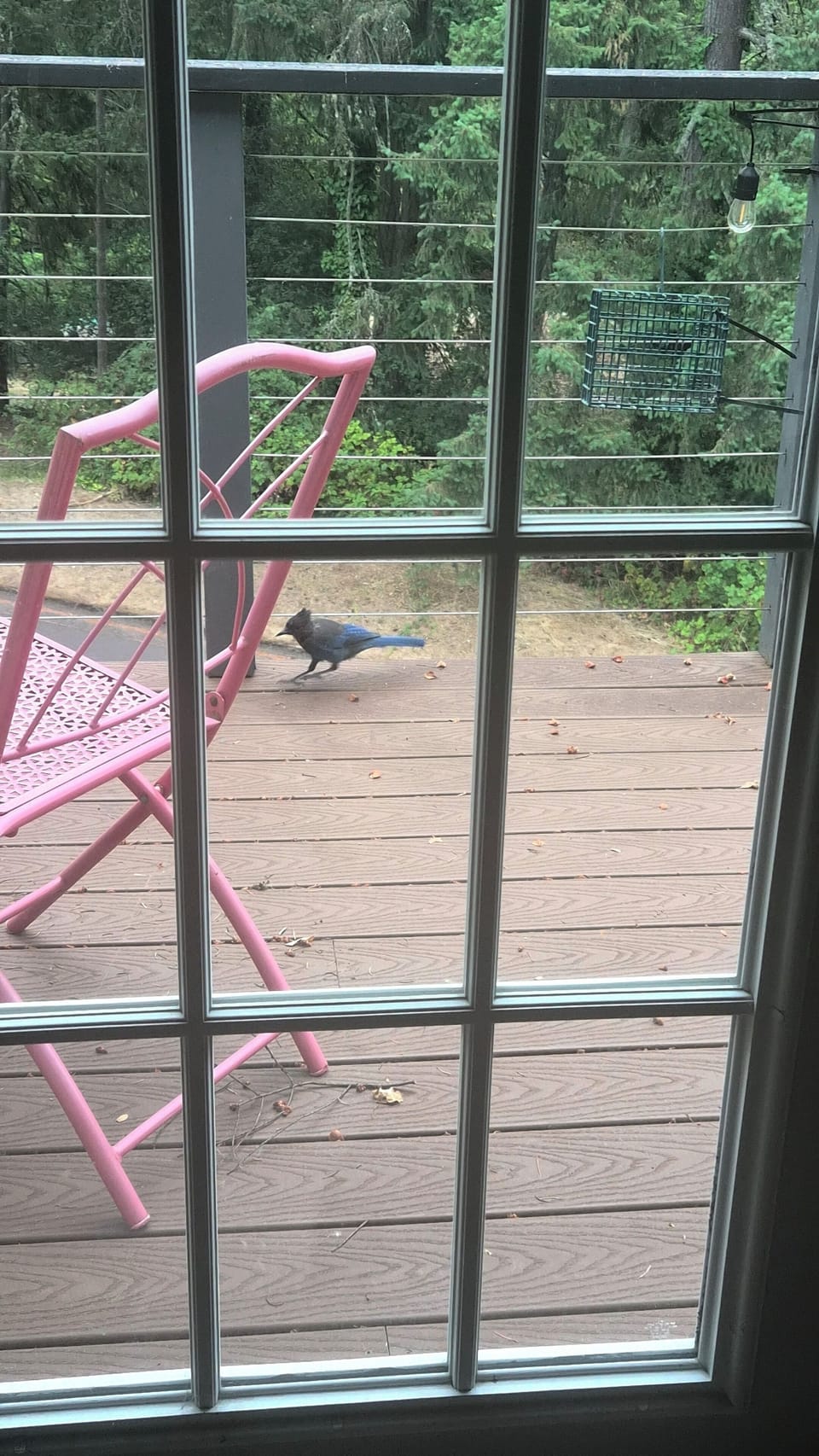 Some of our recurring visitors 