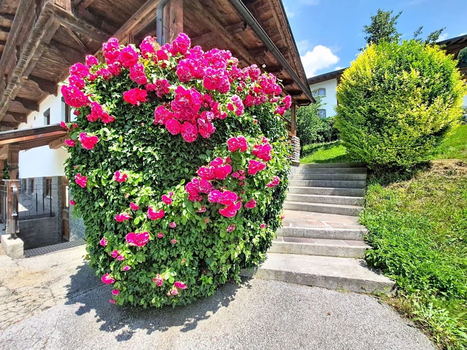Flower, Petal, Shrub, Garden, Pink, Flowering Plant, Spring, Rose Family