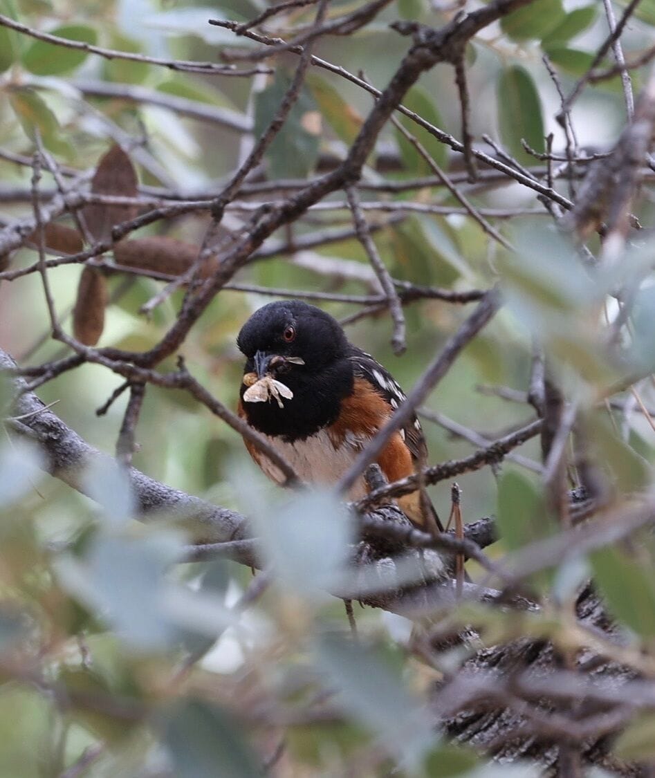 Peaceful wildlife moment nestled in lush native trees