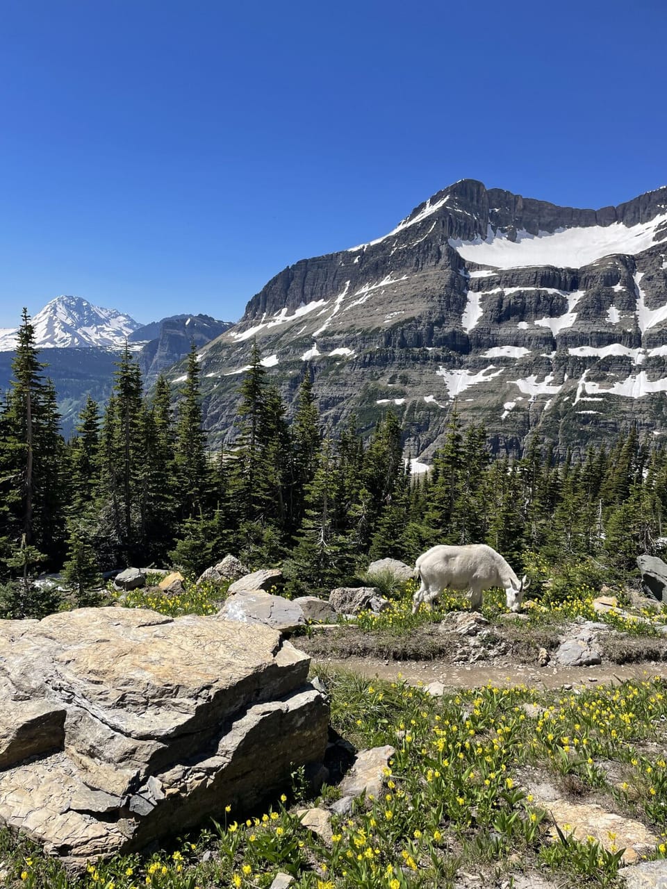 Wildlife in Glacier National Park