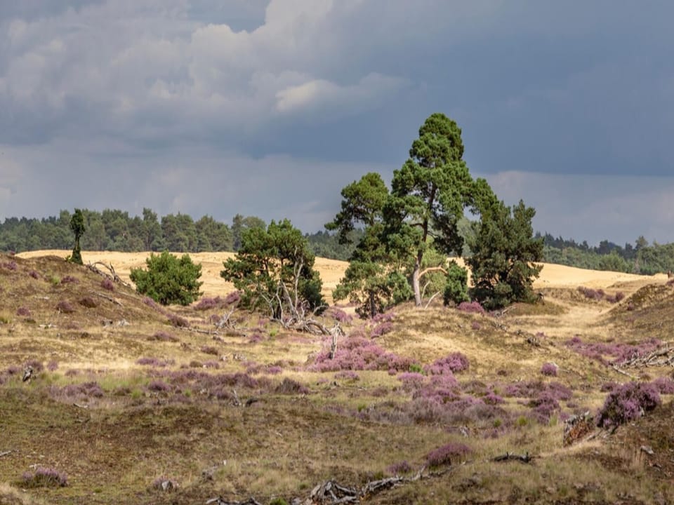 Immediate Surroundings [summer] (<1 km)