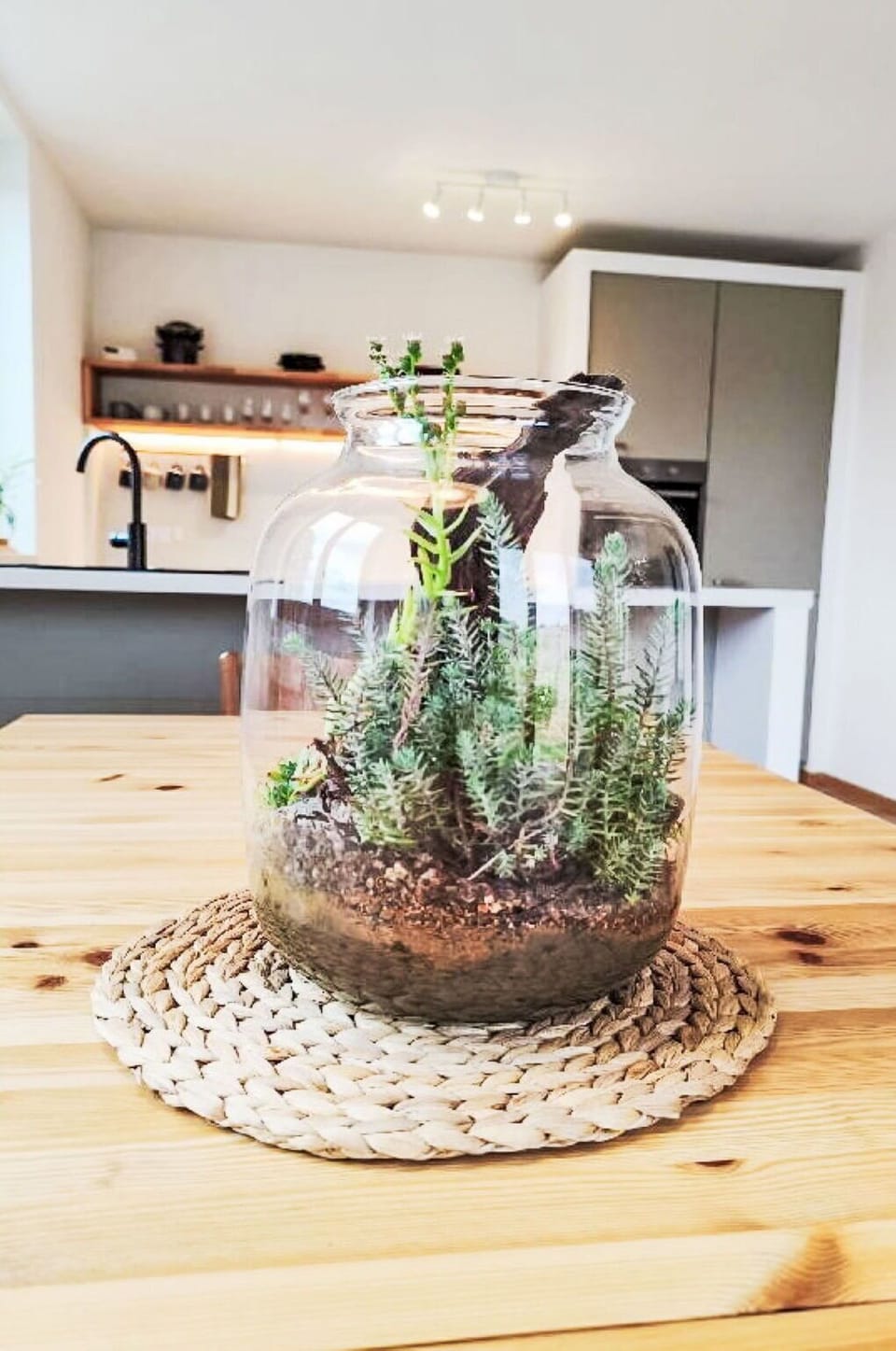 Flowerpot, Houseplant, Succulent Plant, Glass, Natural Material, Vase, Herb, Cactus