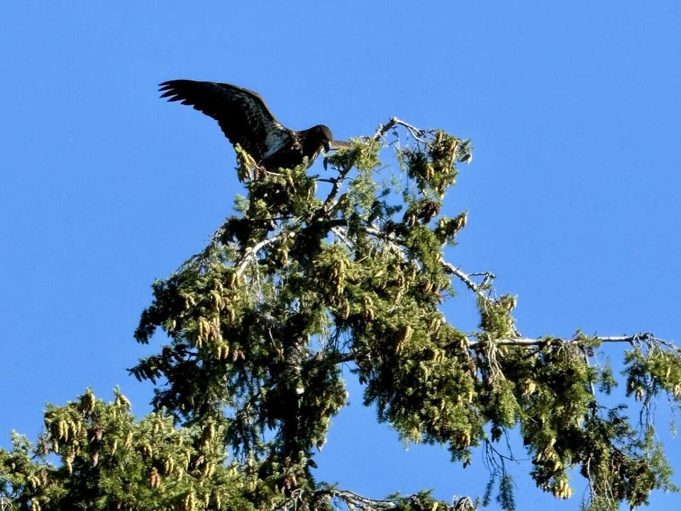 Golden eagle on the waterfront tree
