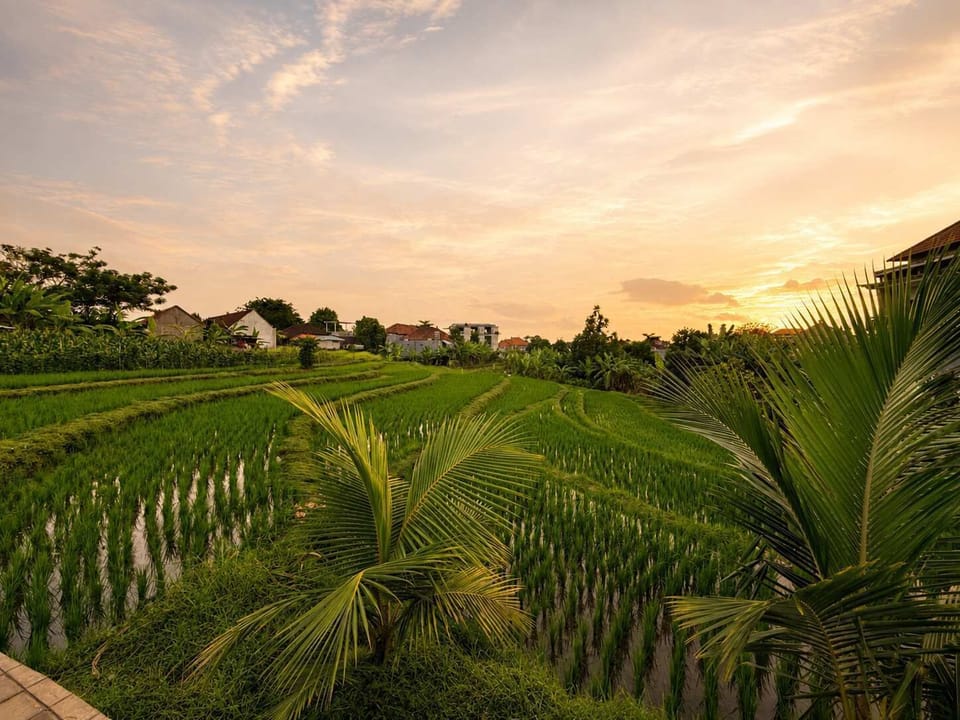 Surrounding Rice Paddy Views