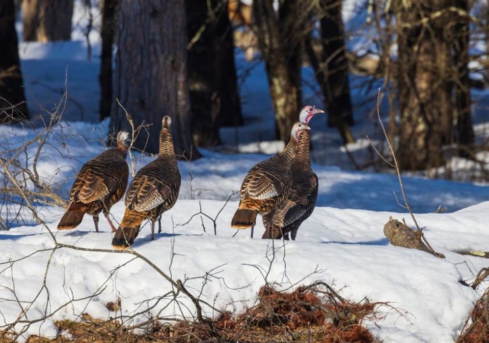 Wild turkeys