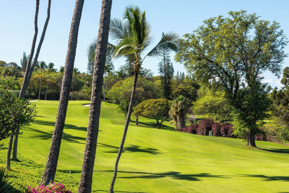 A meticulously maintained golf course surrounded by lush tropical palms and mature trees, offering a serene setting for outdoor recreation and leisure activities in a beautiful natural landscape.