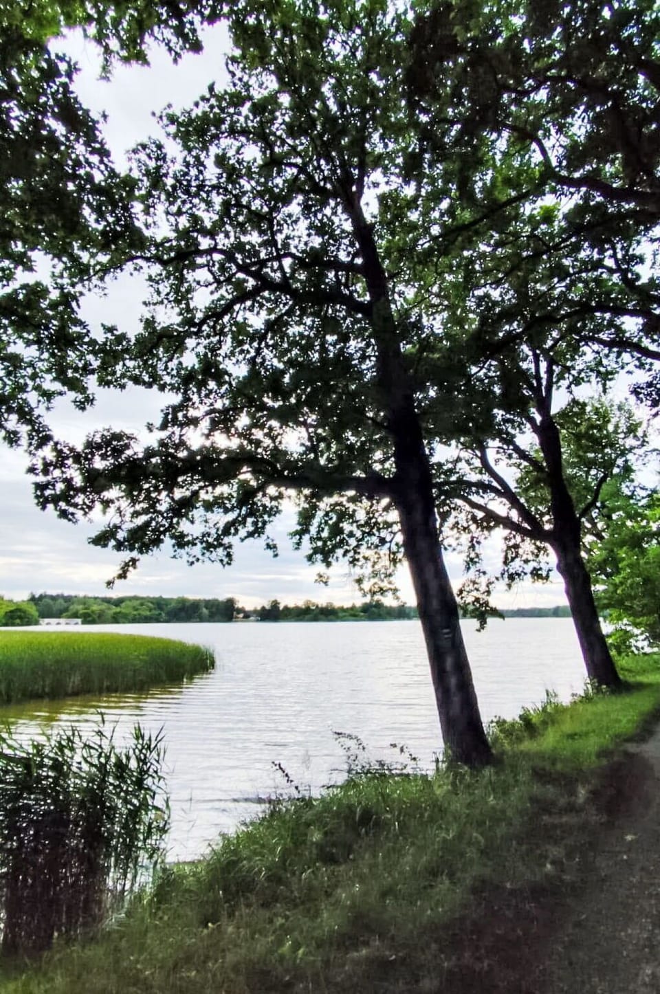 Water Resources, Water, Body Of Water, Green, Nature, Natural Environment, Leaf, Branch, Natural Landscape, Vegetation