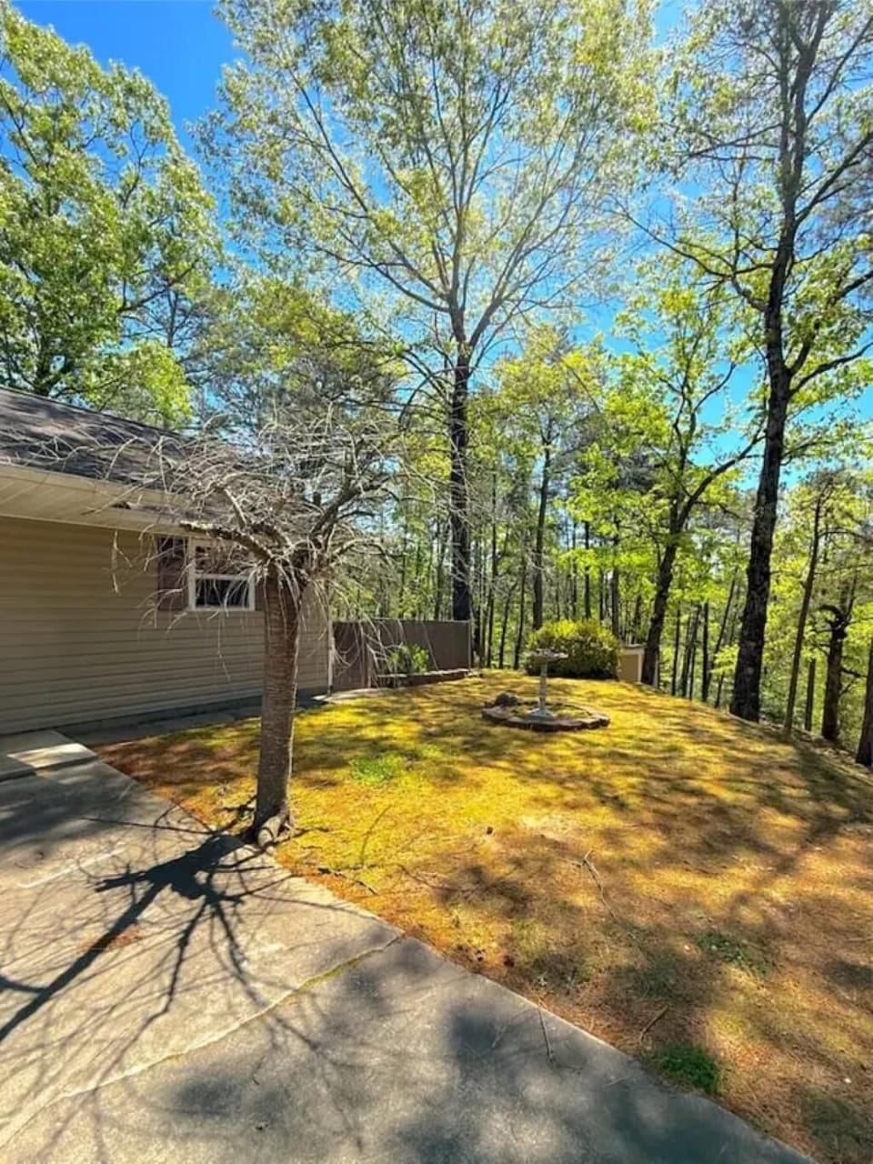 Outdoor area with concrete patio, leafless tree casting shadows, grassy lawn, and dense green forest backdrop.