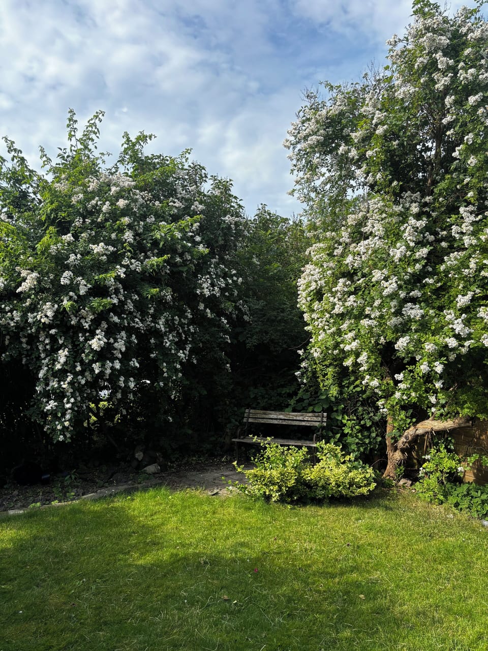 Back garden