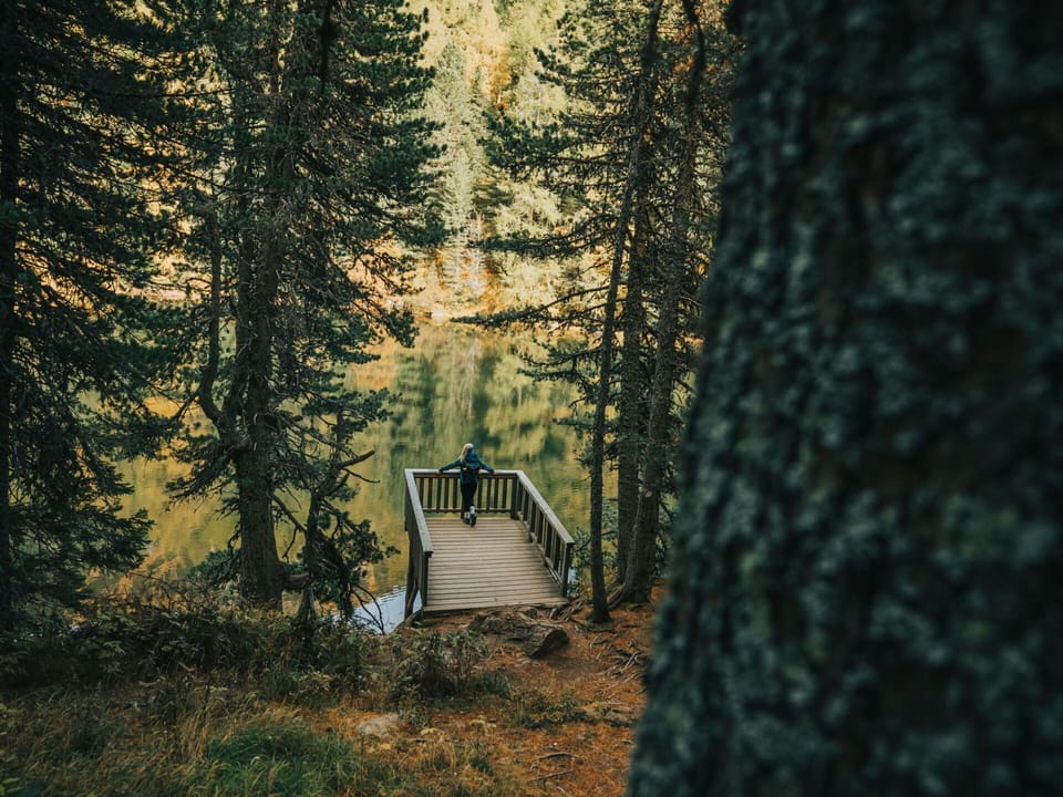 Tree, Nature, Natural Environment, Wood, Branch, Forest, Wilderness, Trunk, Woodland