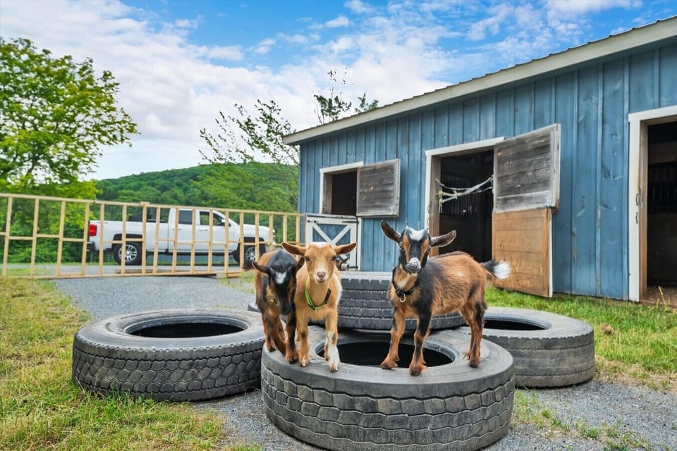 5-goats (6)
