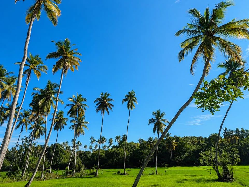 Ricefield Villa Ricefield and Palm View