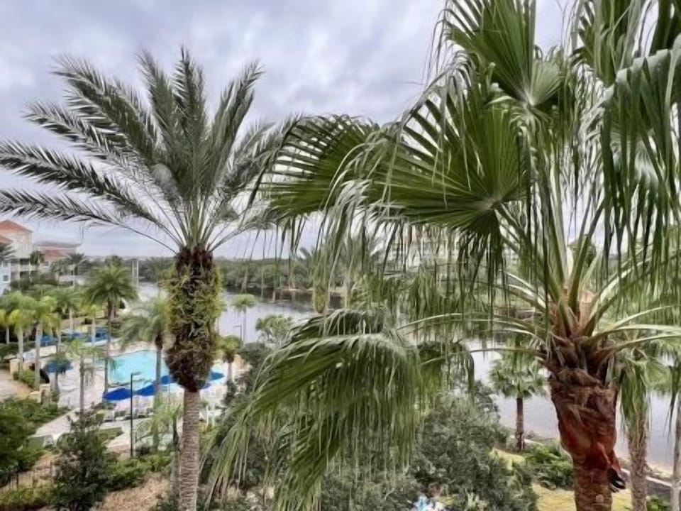 Balcony view overlooking the pool and palms — the waterway shimmers in the background