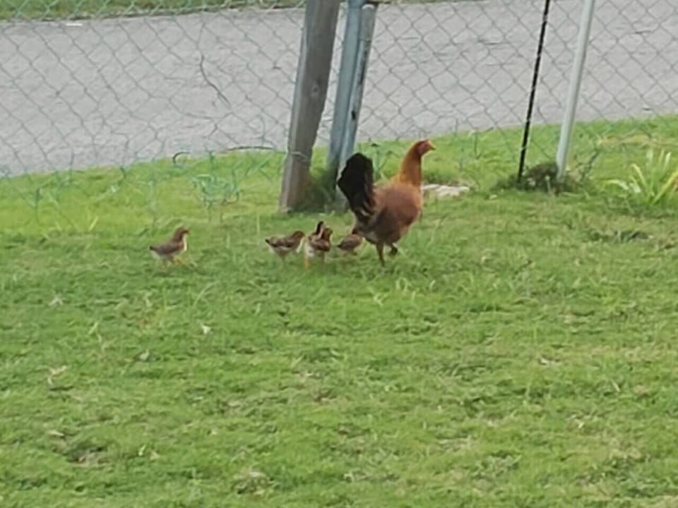 Chickens and roosters roam around. Ear plugs provided in case you need it.