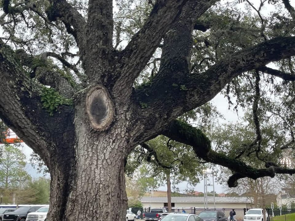 Awesome live oaks around the neighborhood 