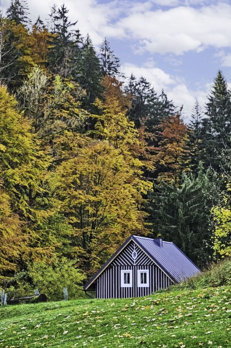 Leaf, Green, Tree, Grass, Nature, Natural Environment, Branch, Yellow, House, Landscape