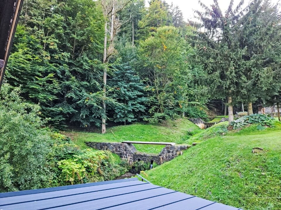 Grass, Green, Leaf, Vegetation, Shrub, Garden, Groundcover, Landscaping, Lawn