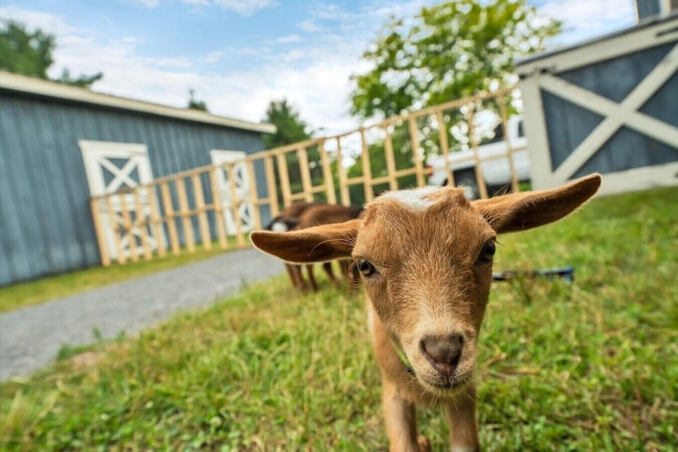 4-goats (1)