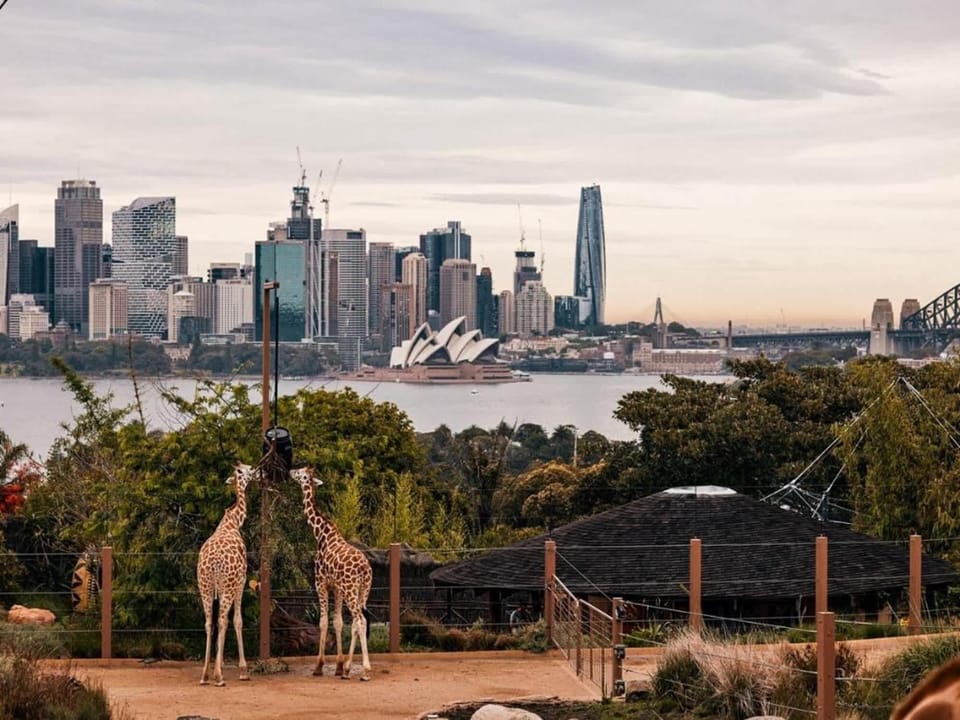 🦘 Taronga Zoo Sydney & Harbour Views
