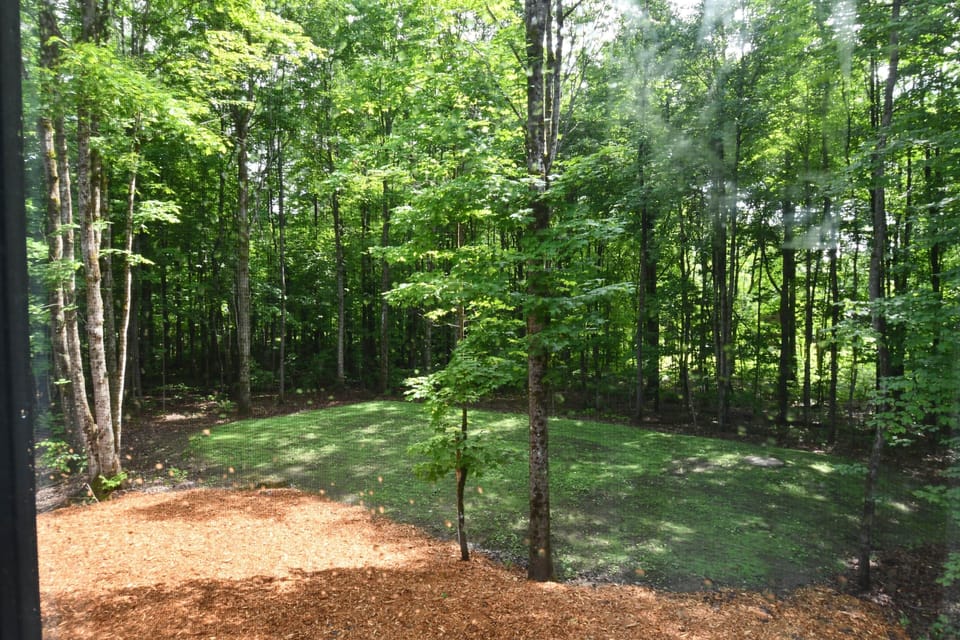 A soothing view of the forest