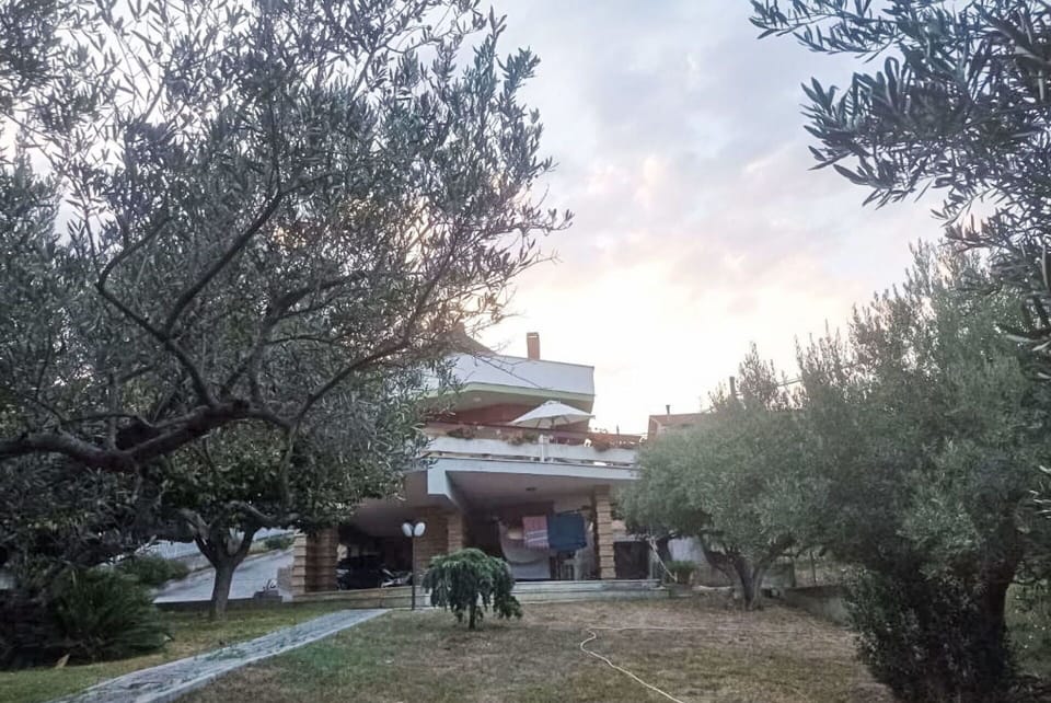 Tree, Hacienda, Yard, Landscaping