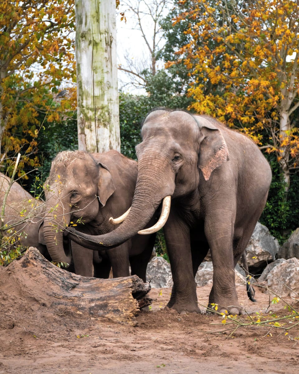 Miscellaneous