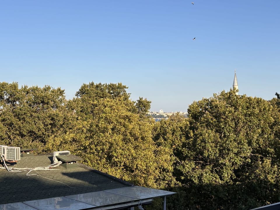 Treetop and skyline outlook from the rooftop level