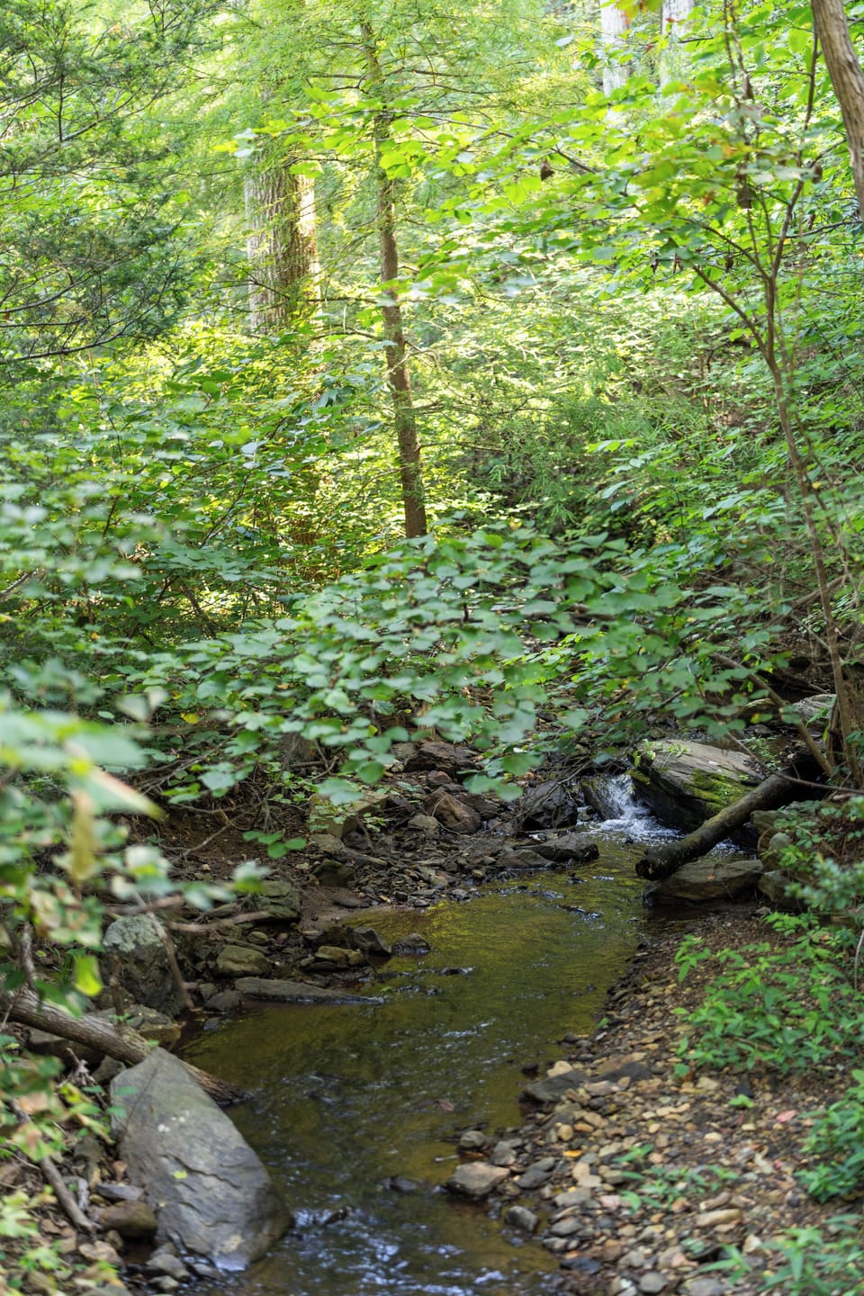 Peaceful wooded creekside setting surrounded by lush greenery