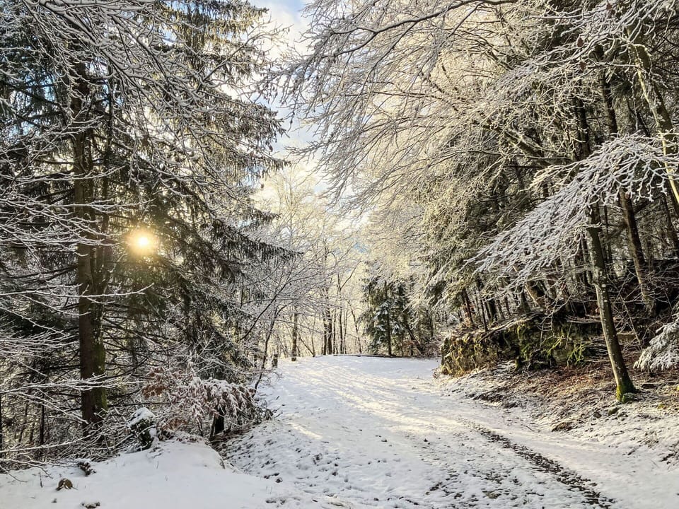 Snow, Branch, Winter, Wood, White, Twig, Freezing, Forest, Trail, Frost