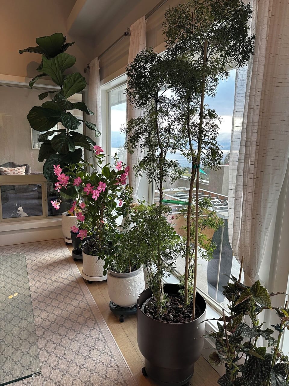 Living room plants