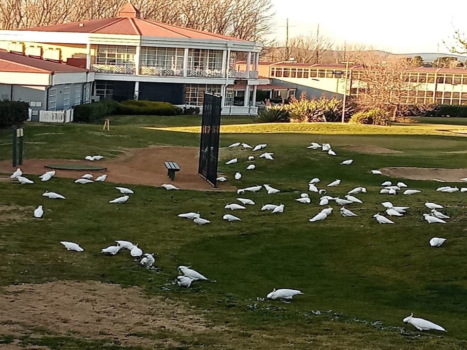 Woden Town Park