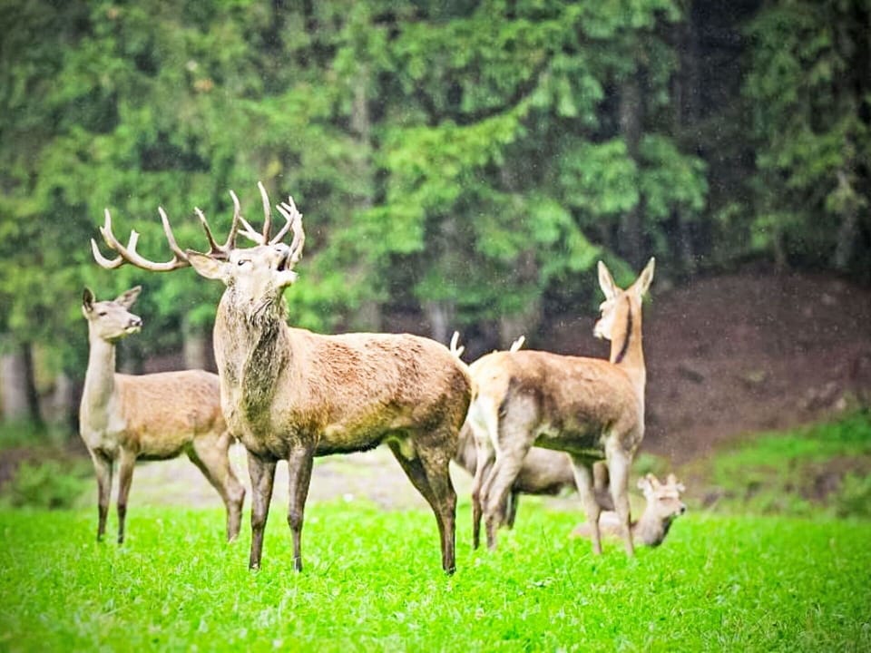 Deer, Antler, Horn, Wildlife, Reindeer, Herd, Forest, Elk, Meadow
