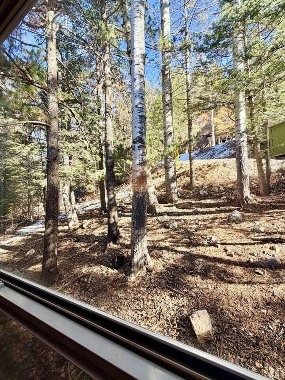 Window view of Aspens and Pines.