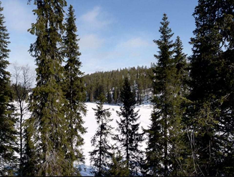Snow-covered pine forest and open winter landscape around the property.