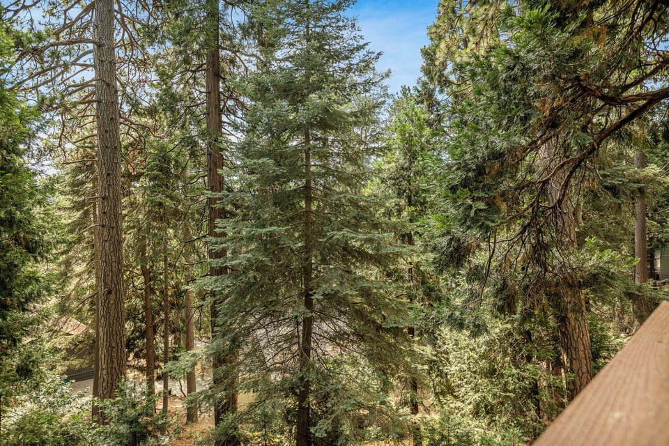 Serene deck views surrounded by towering pines and forest privacy