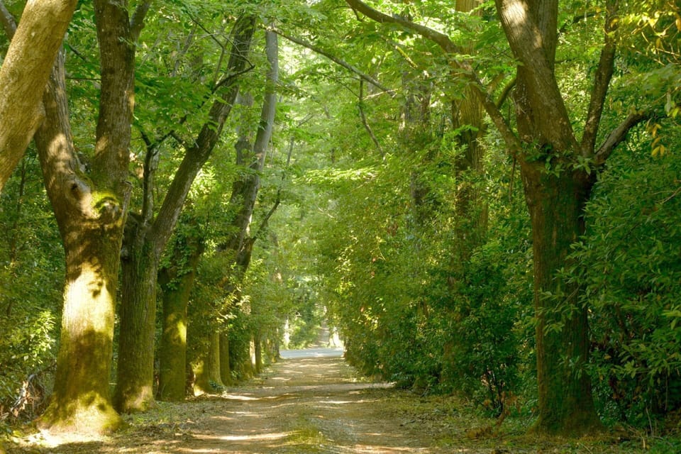Leaf, Branch, Nature, Green, Natural Environment, Tree, Wood, Vegetation, Natural Landscape, Road