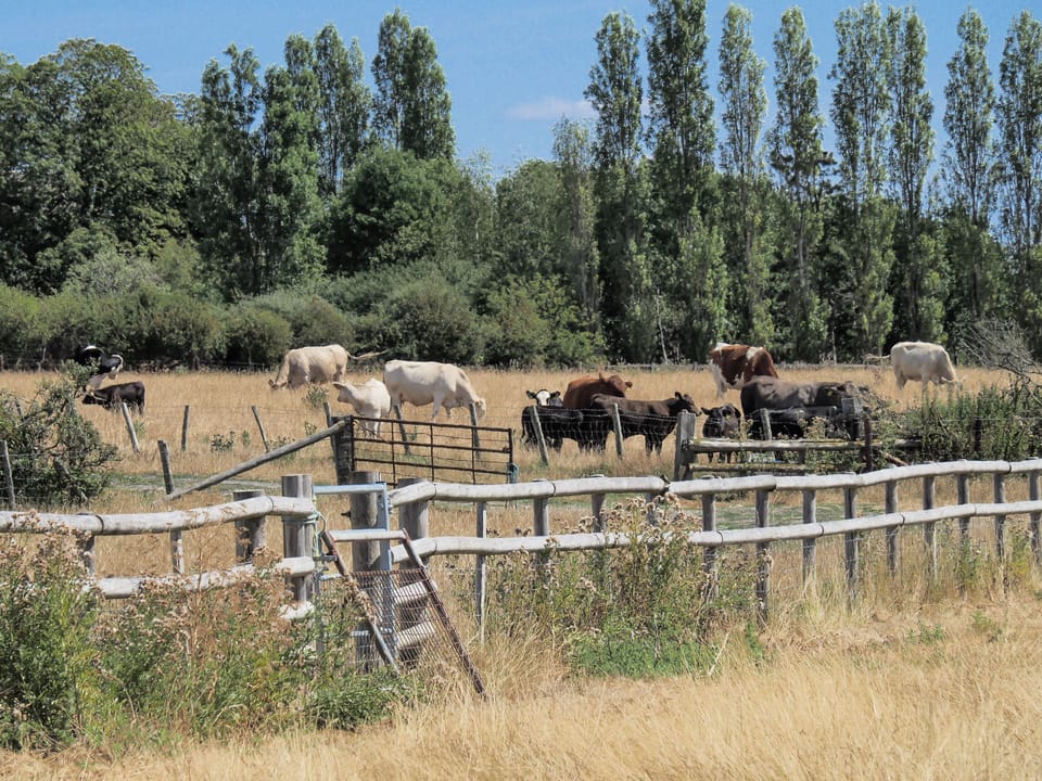 Meet moo friends!