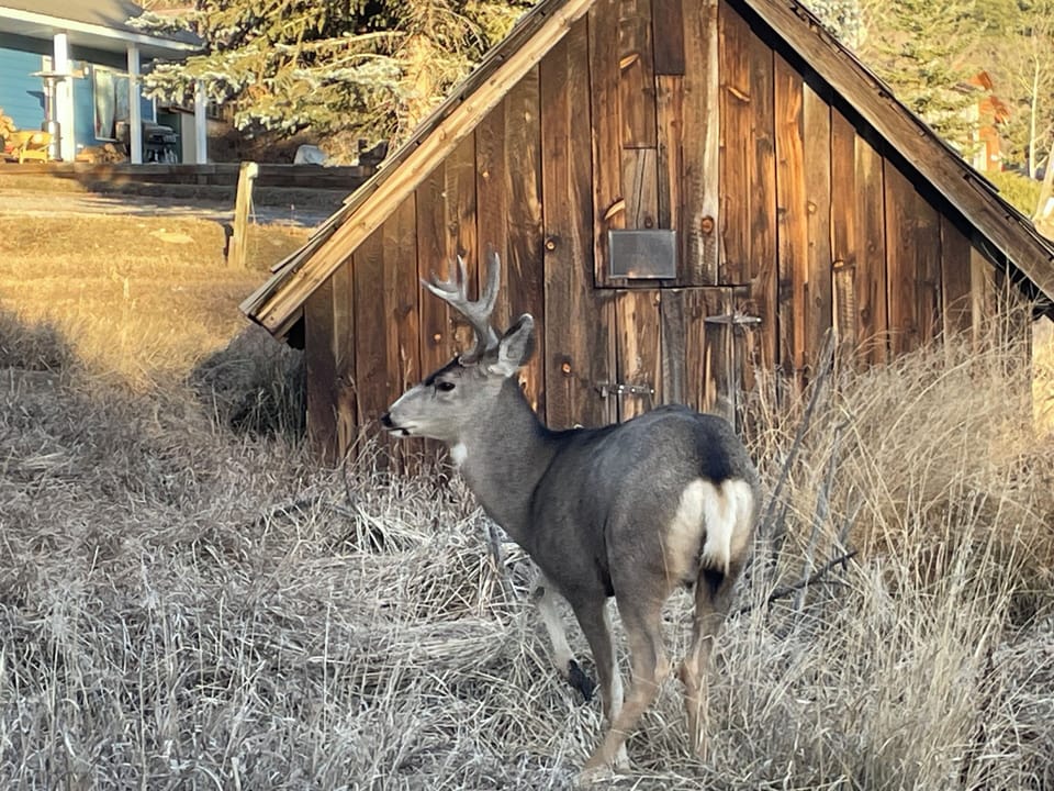 Mule deer buck