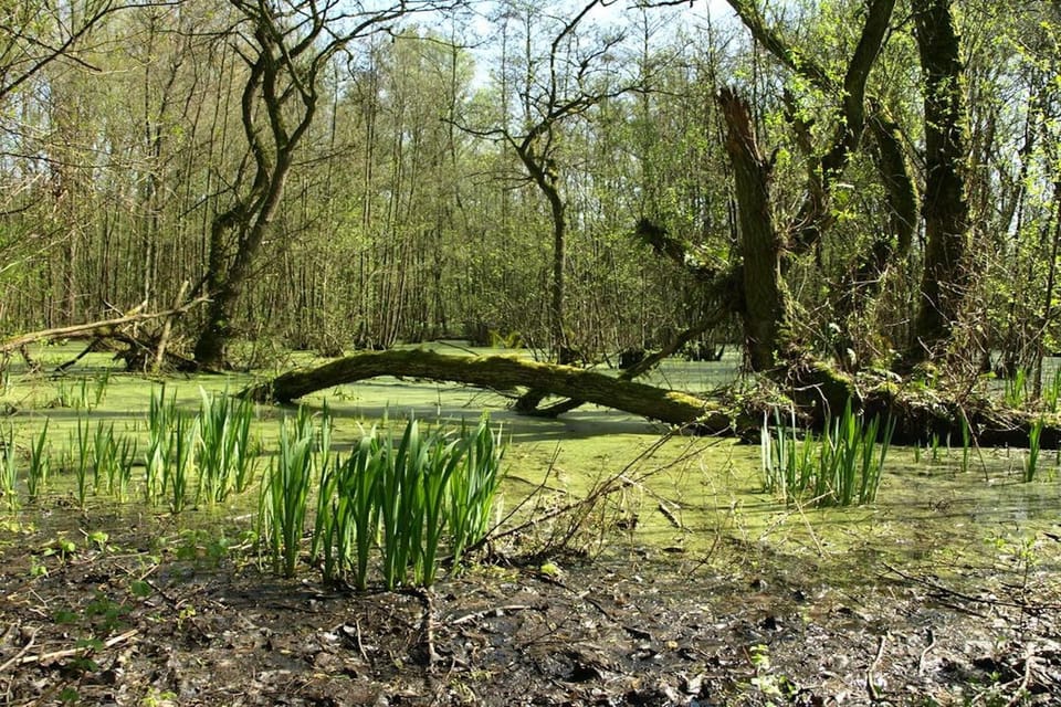 Surroundings [summer] (1-5 km)