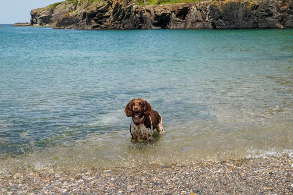 Dog friendly beach at Port Gaverne near Rose Cottage