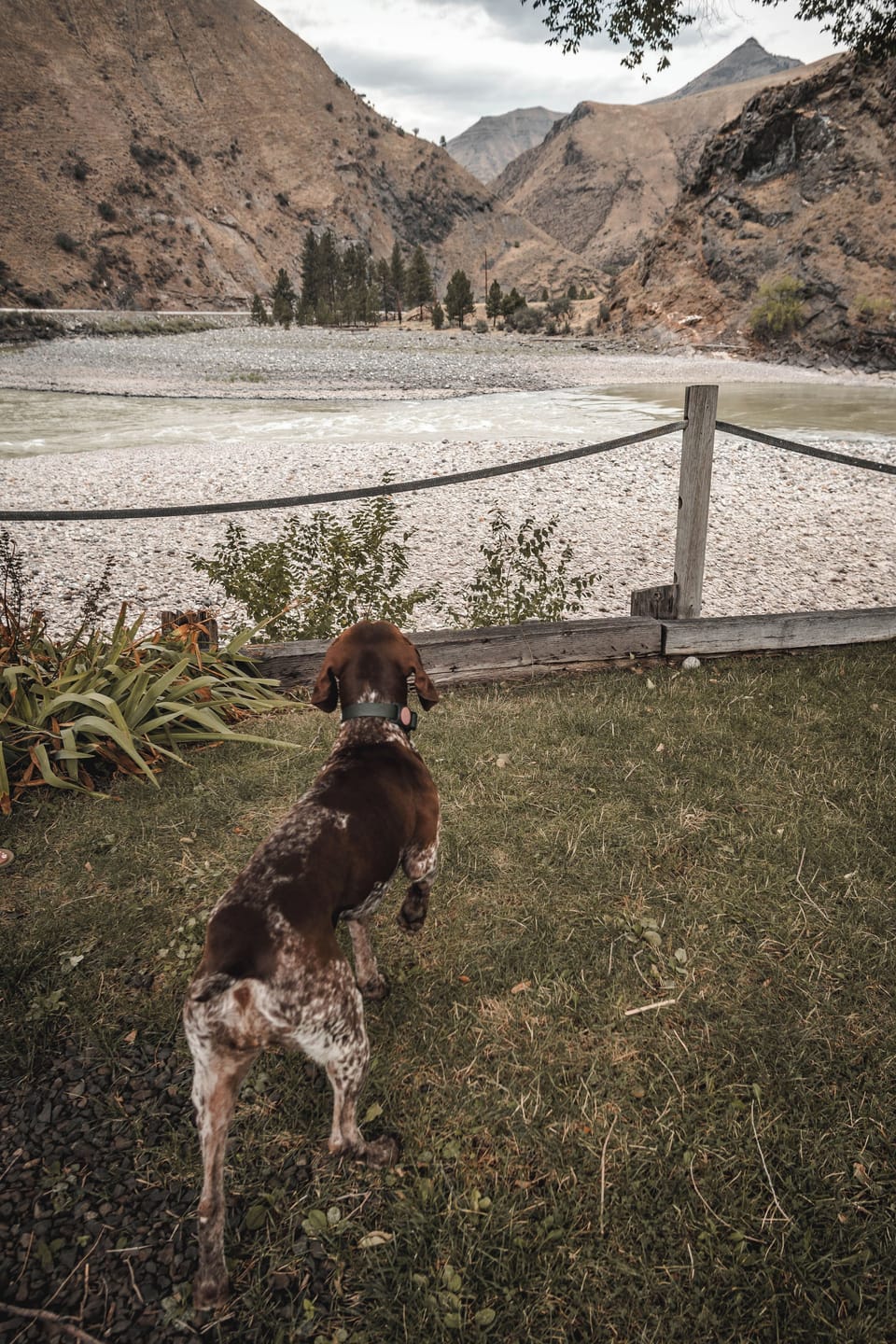 Scenic riverside mountain views with a peaceful pet-friendly lawn. Dogs welcome!