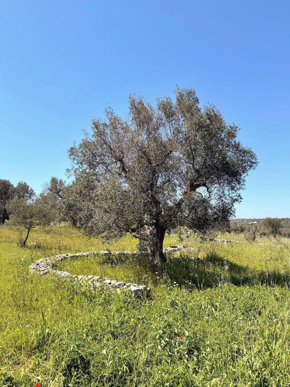 Olive tree in the grounds with dry stone ring