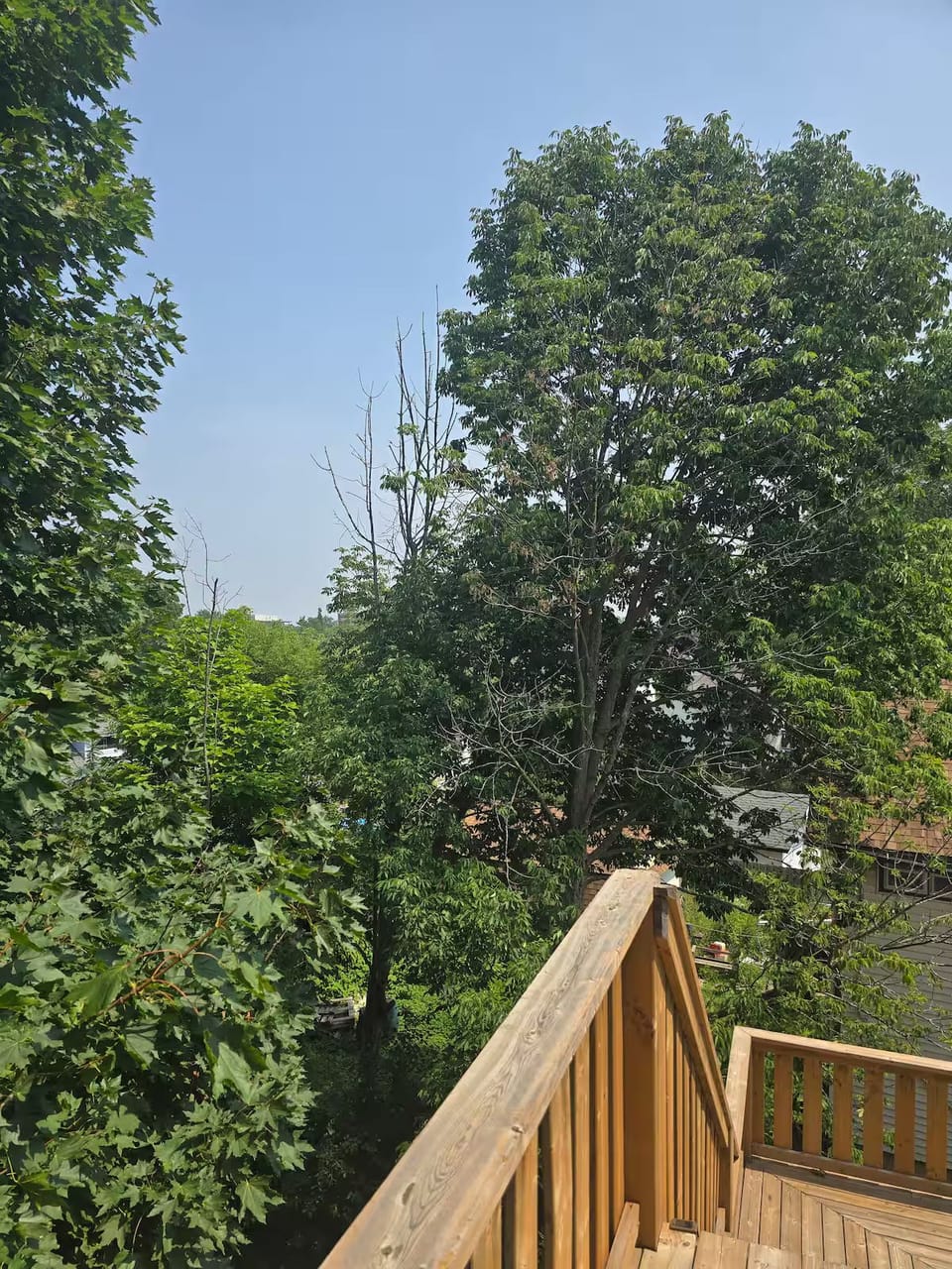 Outdoor serene views on the private deck of mature trees and greenery.