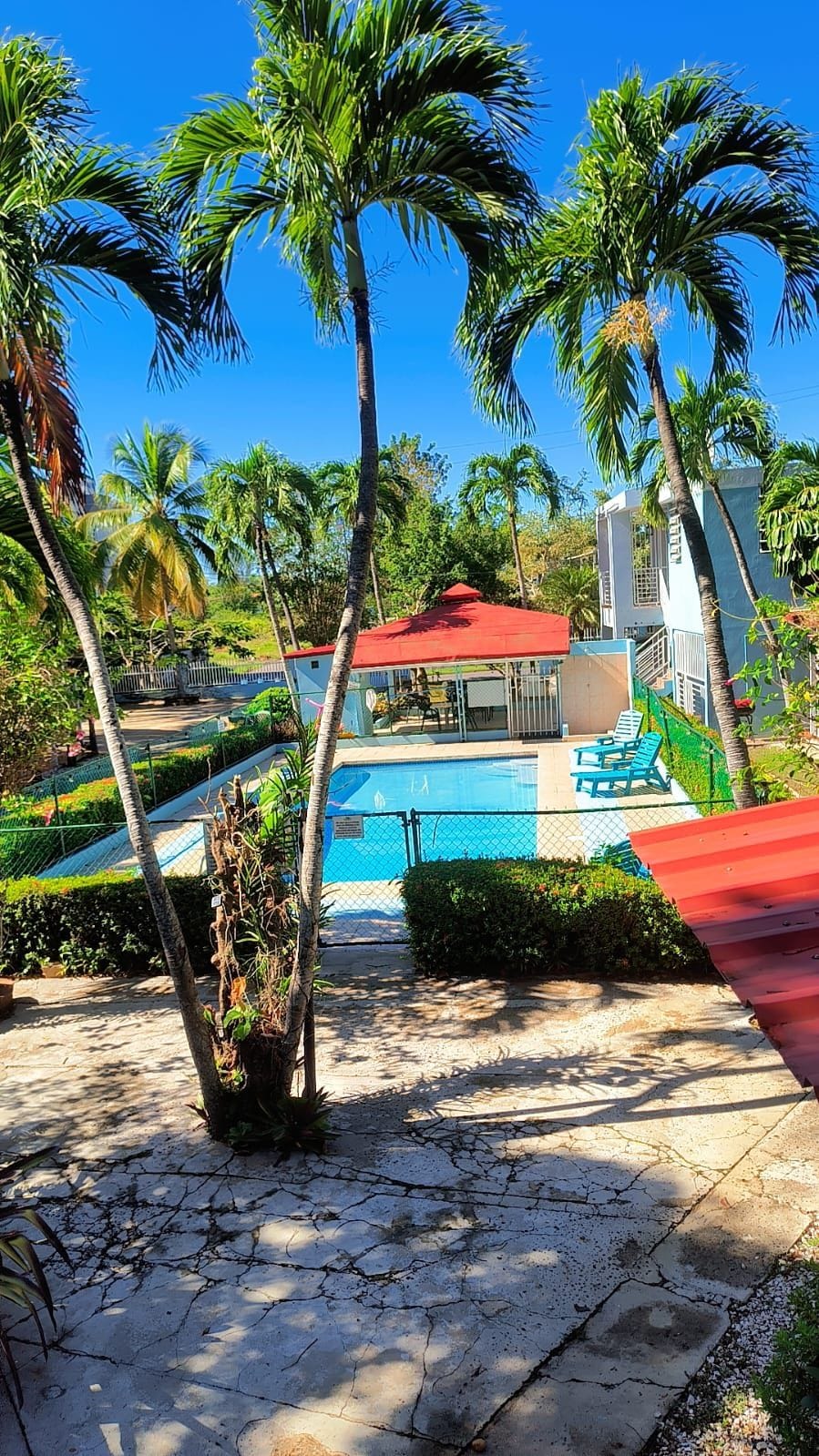 Tropical resort area with palm trees and colorful pool umbrellas