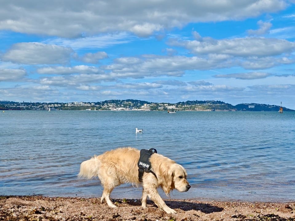 Dog Friendly Beach