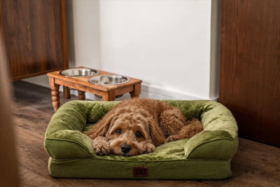 Dog-friendly amenities include pet beds and bowls; pet rules and fees apply.